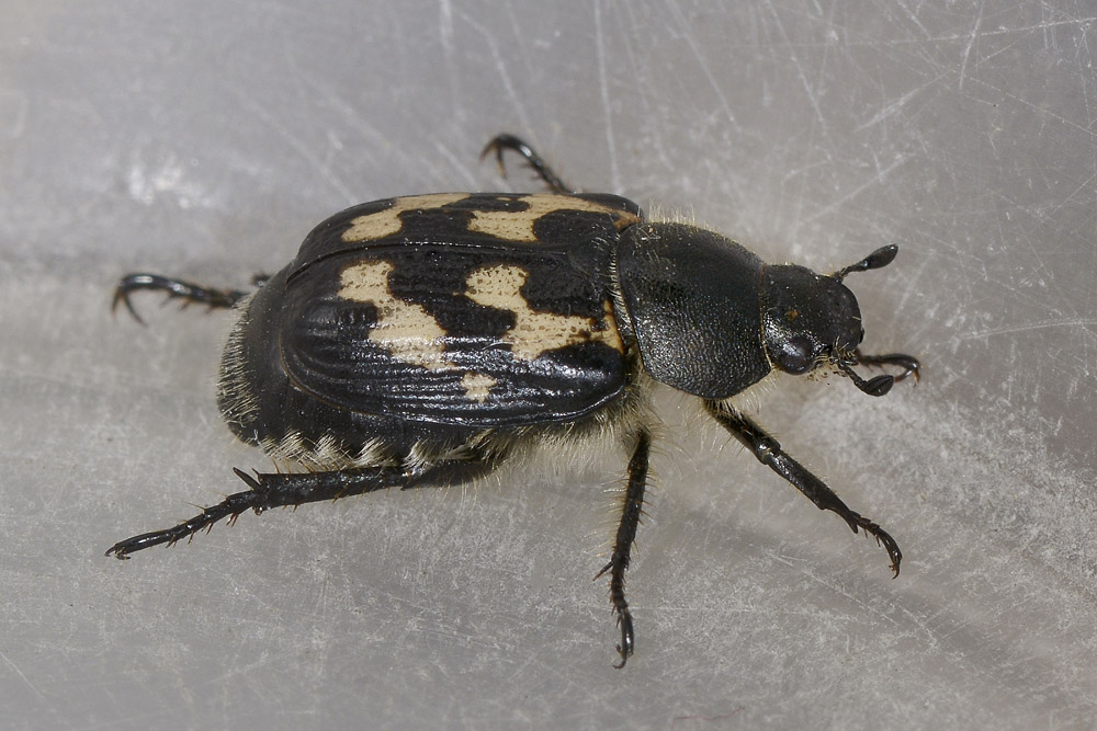 Exomala campestris, Rutelidae